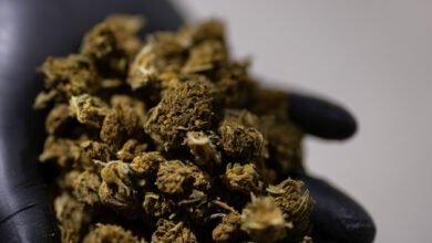 Trump Seeks a Boost for Hemp That Would Benefit a Top Aide’s Family